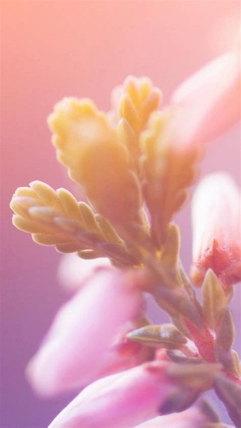 Macro Bokeh Flower Bunch Iphone Wallpapers Free Download