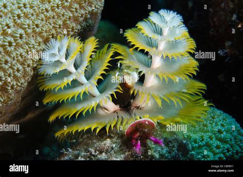 Christmas Tree Worm Spirobranchus Giganteus On Star Coral