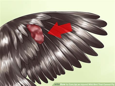 How about the mythical phoenix, rising from the ashes? How to Care for an Injured Wild Bird That Cannot Fly