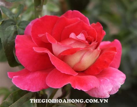 Hoa Hồng Tree Rose Flaming Peace