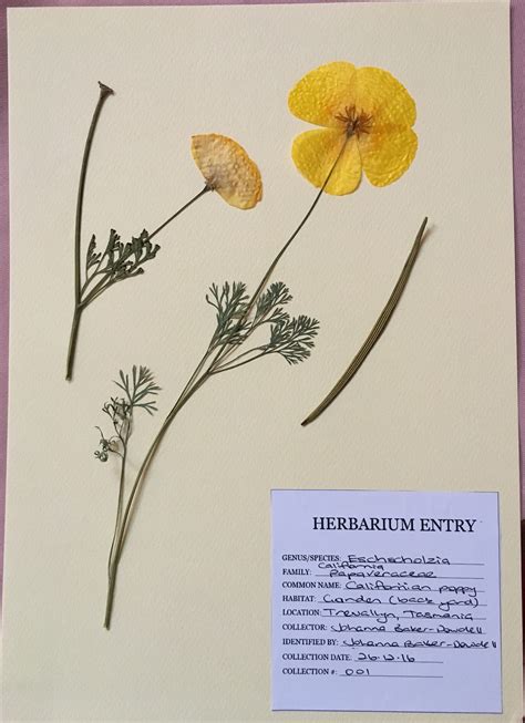 Creative herbarium - Johanna Baker-Dowdell