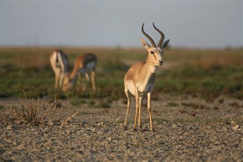 Featured items newest items best selling a to z z to a by review price: Reintroducing the Goitered Gazelle, Azerbaijan's once lost wildlife heritage | IUCN