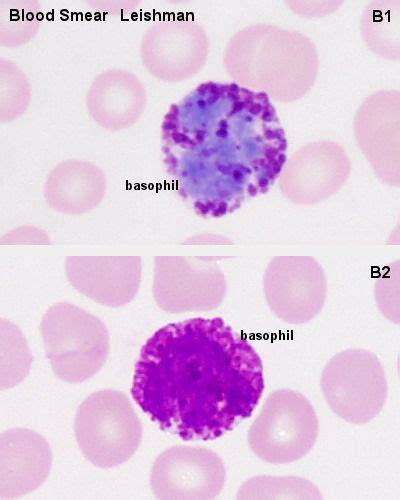 Basophil Granulocyte Histology And Electron Microscopy Pinterest