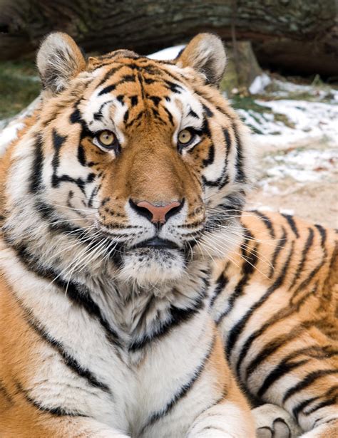 Siberian Tiger Head Portrait Stock Photo Image Of Nature Danger