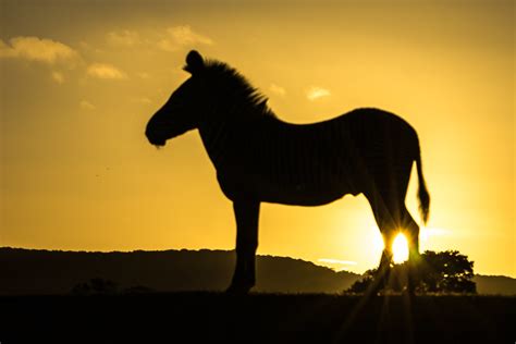 Zebra At Sunset Taken At West Midlands Safari Park With H Flickr