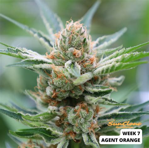 Agent Orange Philosopher Seeds Cannabis Strain Info