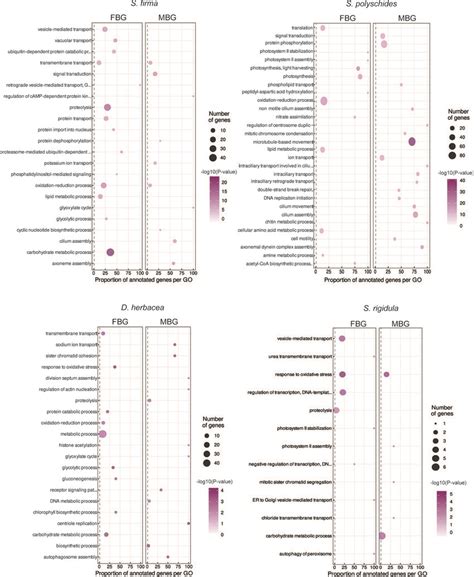 Enriched Go Terms Associated With Sex Biased Genes From Each Species