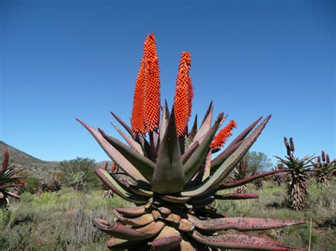 Eastern Cape Aloe Images Of South Africa