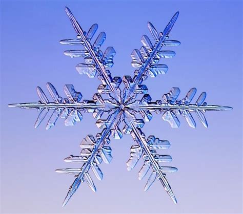 Real Snowflakes! Courtesy of SnowCrystals.com | Snowflakes ...
