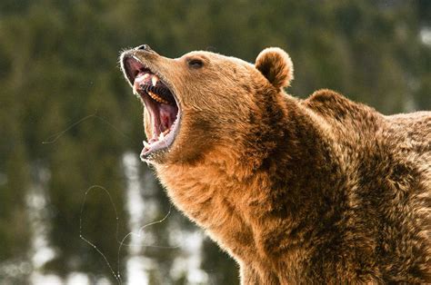 Grizzly Bear Managment Failing Trophy Hunting Off The Hook In Auditor