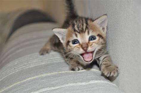 Meow Small Cat Free Photo On Pixabay