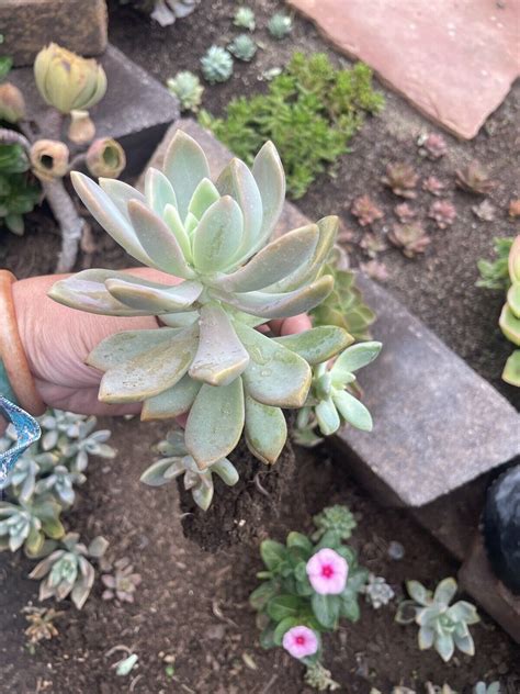 Bundles Cutting Or Bare Rooted Graptopetalum Paraguayense Pinky Ghost Plant EBay