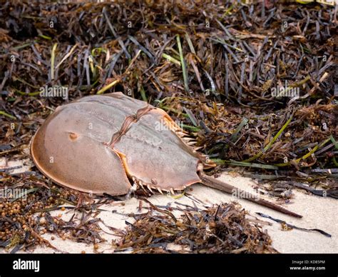 Horseshoe Crab On Beach On Cape Cod Stock Photo Alamy