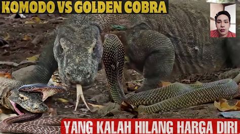 King Cobra Vs Komodo Dragon Who Will Win One News Page Video