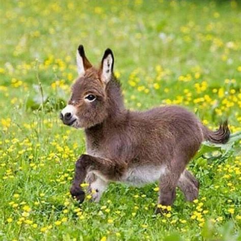 Romping Baby Donkey Animais Fofos Animais Amorosos Lindos Filhotes