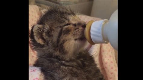 Bottle Fed Kittens Drinking Their Milk Youtube