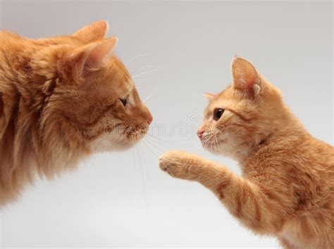 Two Orange Cat Stock Photo Image Of Kitten Adult Pets 19140094