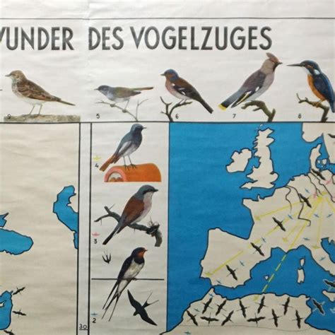 Vintage Rollable Wall Chart Miracle Of Bird Migration Poster Europe