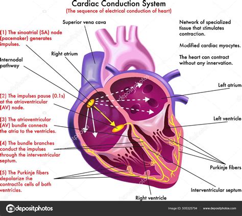 Diagrama Sistema Condução Cardíaca Sequência Condução Elétrica Coração