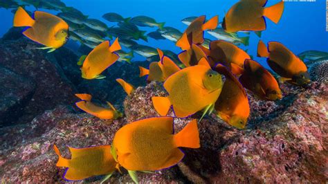 Marine Life In The Worlds Oceans Can Recover By 2050 Cnn