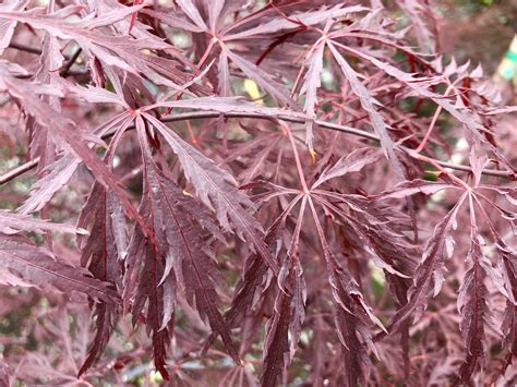 Lace Leaf Japanese Maples — Sunnyside Nursery