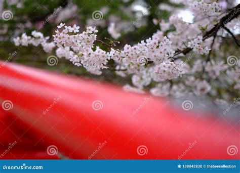 Cherry Blossoms Sakura In Japanese And Red Bridge In Japan Stock