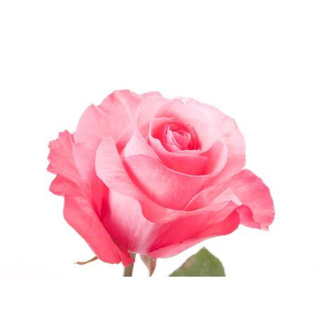 Pink Rose Pink Love Pink Roses Flower Muse