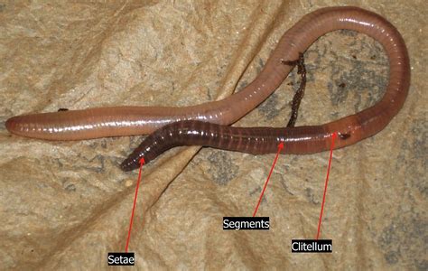 All About Earthworms Welcome Wildlife