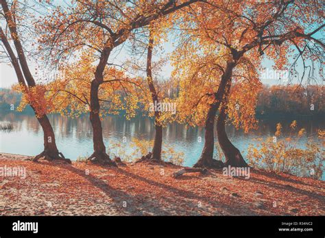 Autumn Leaves On The Shore Hi Res Stock Photography And Images Alamy