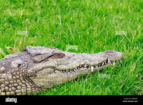 Nile Crocodile Crocodylus Niloticus At The Giraffe House Wildlife