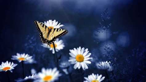 2560x1440 Butterfly On Flowers 1440p Resolution Hd 4k Wallpapers