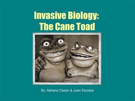 Ppt Invasive Biology The Cane Toad Powerpoint Presentation Free