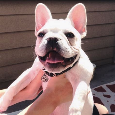 So, you have decided to get a new dog and like many people, you quite like the idea of having a cute little frenchie. Smiling Franklin the French Bulldog / Instagram ...