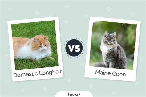 Domestic Longhair Cat Vs Maine Coon Key Differences With Pictures