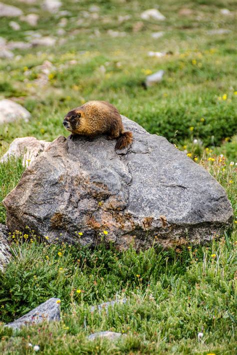 Marmots Lives Stock Photos Free And Royalty Free Stock Photos From