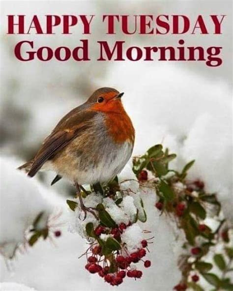 Happy Tuesday Images Good Morning Tuesday Quotes Messages