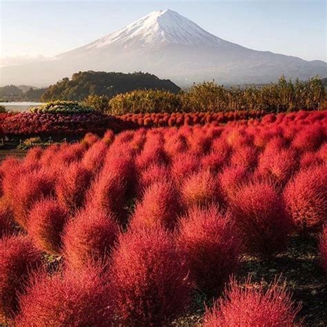 Experience The Beauty Of Japan With A Visit To The Iconic Mt Fuji