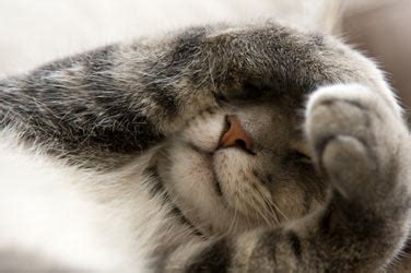 Kittens can sleep between 15 to 18 hours a day! Why Do Cats Sleep So Much?
