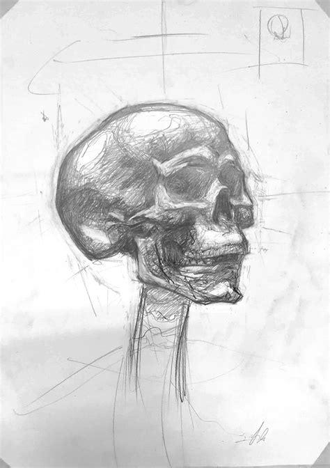 Artstation Skull Anatomy Drawing