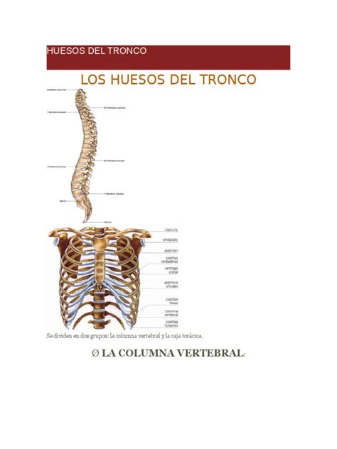 Los Huesos Del Tronco Pdf Vértebra Tórax