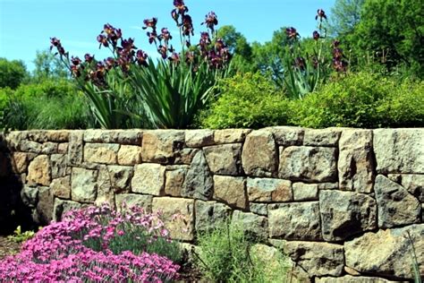 Old cobblestone wall vegetation background. Stone wall in the garden slope stabilization, which ...