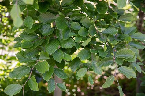 Five Common Varieties Of Beech Trees