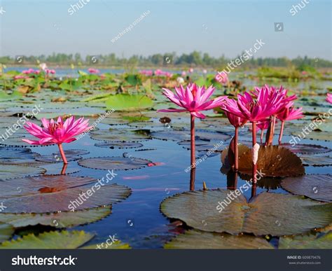 Talay Bua Daeng Red Lotus Sea Stock Photo Edit Now 609879476