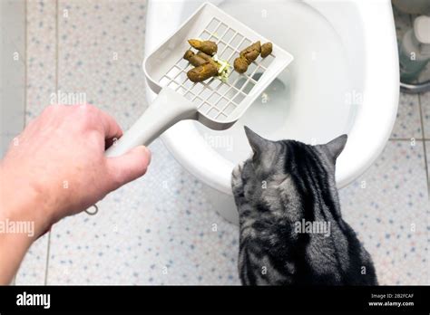 A Hand With Scoop Removing A Cat Poo Into A Toilete Stock Photo Alamy