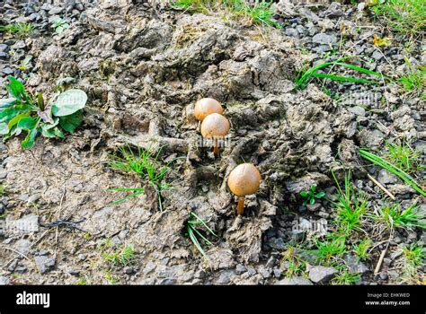 Magic Mushrooms Growing On A Cow Pat Stock Photo Alamy