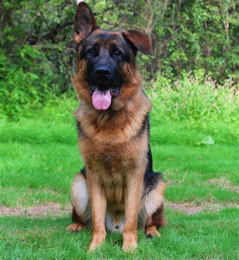 Mittelwests World Class Male German Shepherds For Sale