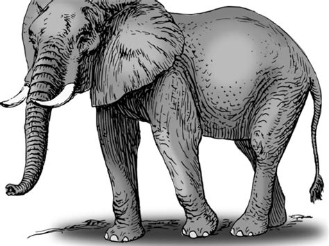 Download High Quality Elephant Clipart Realistic
