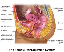Fallopian tubes and ovaries form the adnexa of the uterus. Female reproductive system - Wikipedia