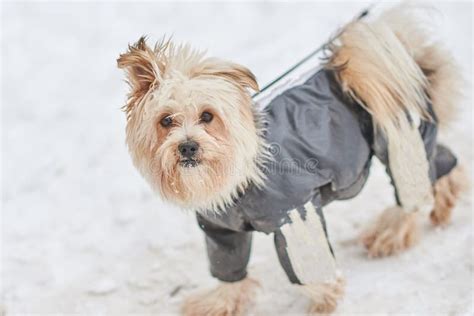 Cute Dog In A Suit In The Snow Stock Image Image Of Canine Beautiful