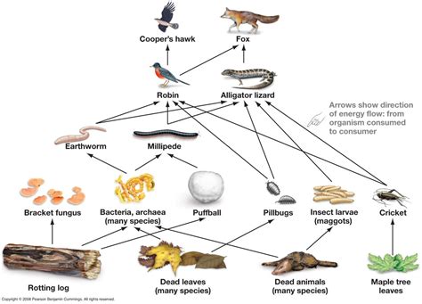Food Web Examples What Is Food Web Class 10